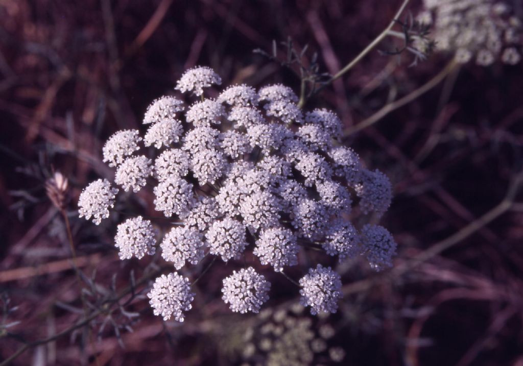 Daucus carota